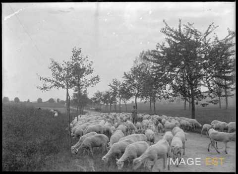Troupeau de moutons (Meurthe-et-Moselle ?)